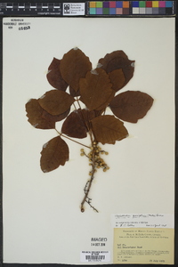 Toxicodendron pubescens image