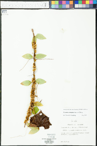 Cuscuta compacta image