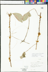 Cuscuta compacta image