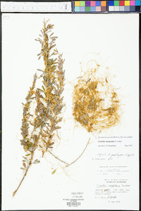 Cuscuta campestris image