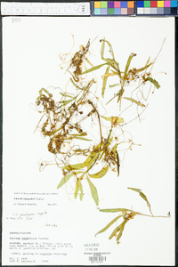 Cuscuta campestris image