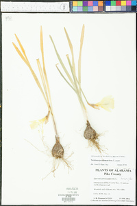 Narcissus pseudonarcissus image