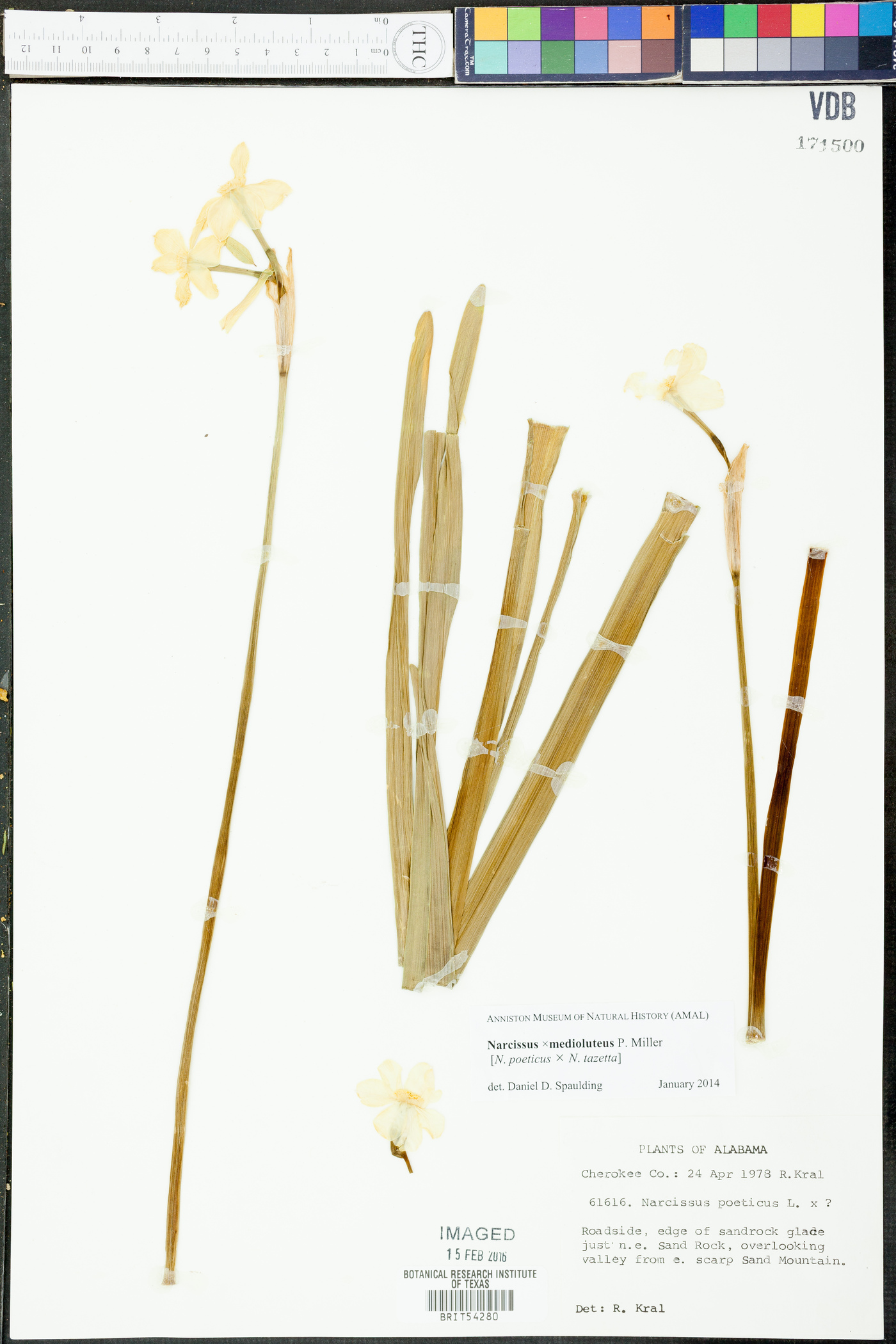 Narcissus × medioluteus image