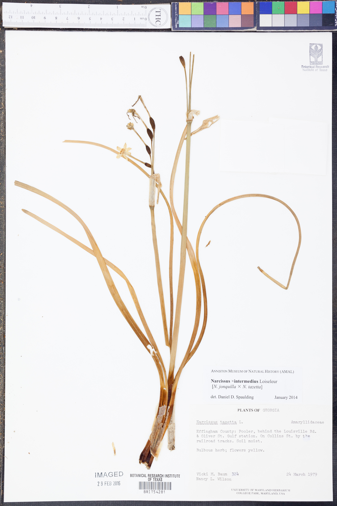 Narcissus x compressus image