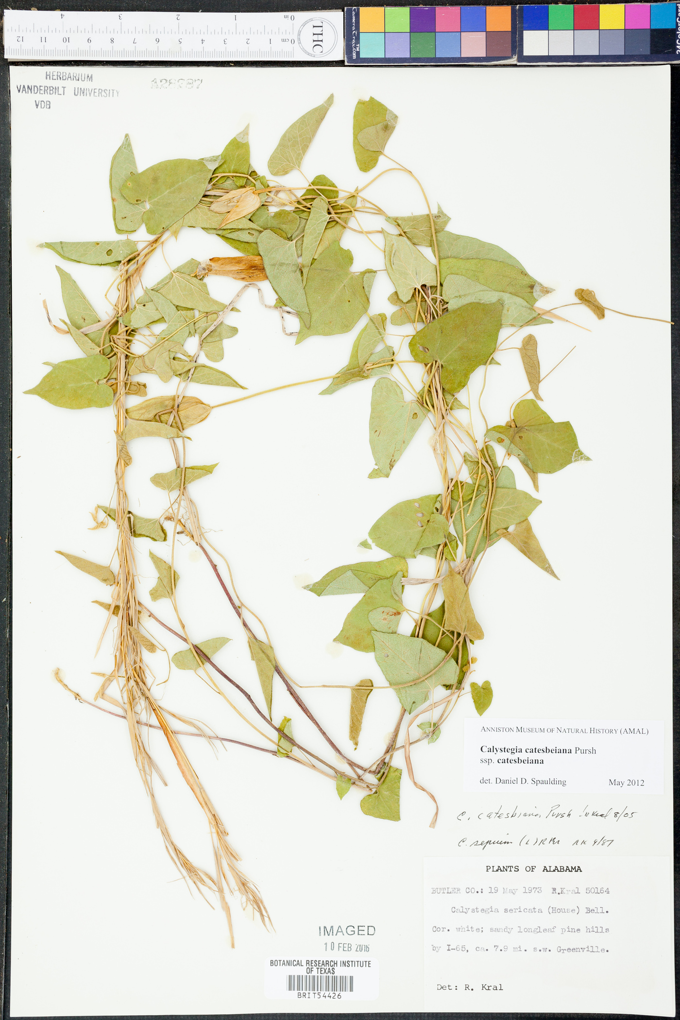 Calystegia catesbeiana subsp. catesbeiana image