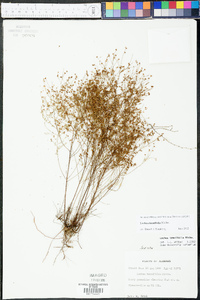 Lechea tenuifolia image