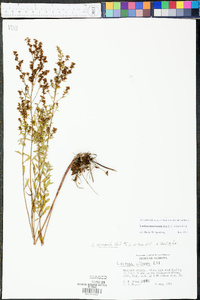 Lechea mucronata image