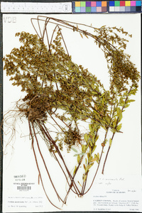 Lechea mucronata image