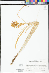 Zigadenus leimanthoides image