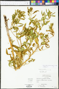 Sphenoclea zeylanica image