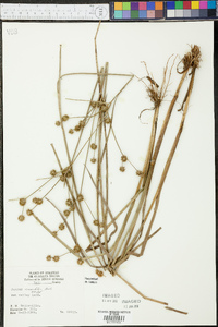 Juncus crassifolius image