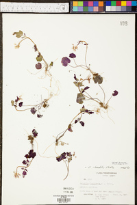 Cardamine clematitis image