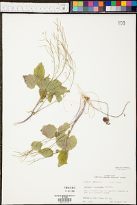 Cardamine clematitis image