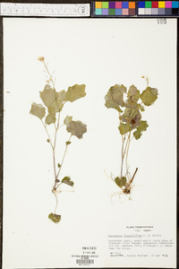 Cardamine flagellifera image