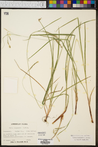 Carex roanensis image