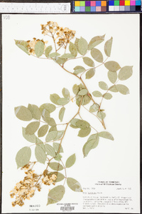 Rosa multiflora image