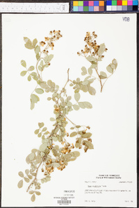 Rosa multiflora image