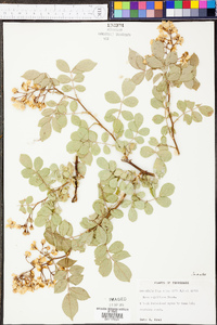 Rosa multiflora image