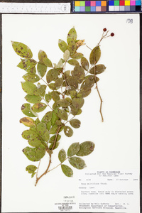 Rosa multiflora image