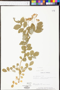 Rosa multiflora image