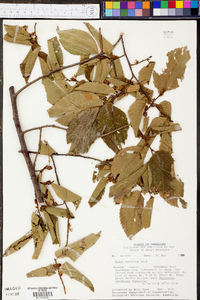 Ulmus serotina image