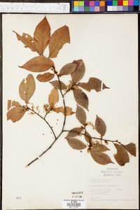 Ulmus serotina image