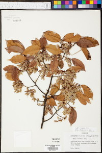 Ulmus serotina image