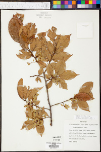 Ulmus serotina image