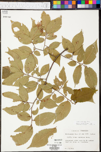 Ulmus serotina image