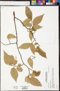 Ulmus serotina image