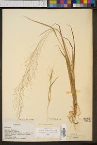 Panicum flexile image