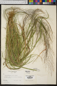 Panicum flexile image