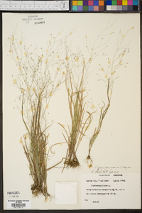 Panicum flexile image