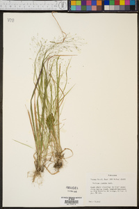 Panicum flexile image