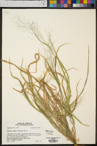 Panicum flexile image