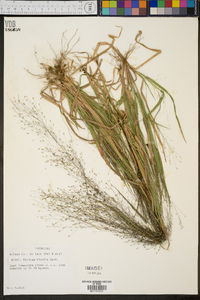 Panicum flexile image