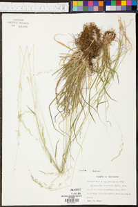 Sphenopholis nitida image