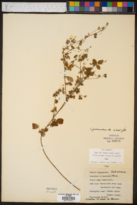 Lespedeza procumbens image