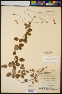 Lespedeza procumbens image