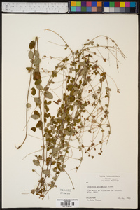 Lespedeza procumbens image