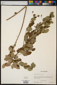 Lespedeza bicolor image