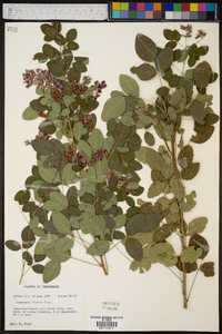 Lespedeza bicolor image