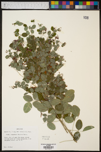 Lespedeza bicolor image