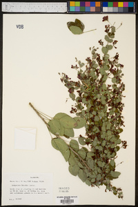 Lespedeza bicolor image