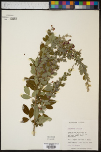 Lespedeza bicolor image