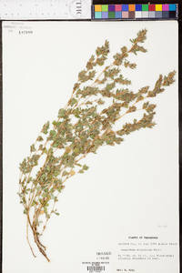 Kummerowia stipulacea image