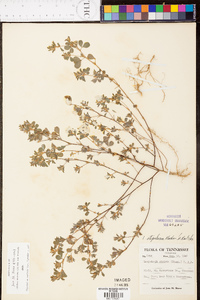 Kummerowia stipulacea image