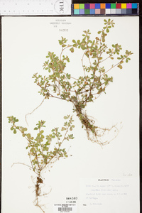 Kummerowia stipulacea image