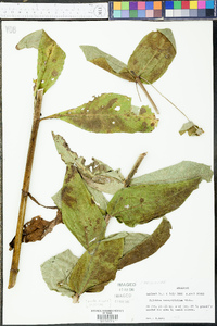 Silphium integrifolium image