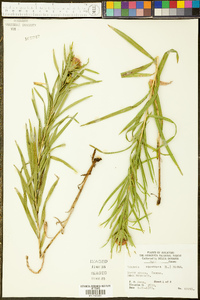 Liatris squarrosa image